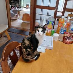 里親募集