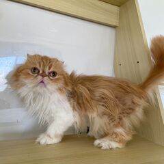 里親募集中！１歳フォールデックスロングヘア