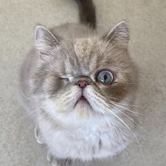 里親募集中！2歳エキゾチックショートヘア 