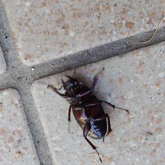 福岡県糟屋郡　久山町　ノコギリクワガタ　小型　ペア　クワガタ　昆虫　の画像