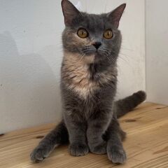 里親募集中！10カ月足長マンチカン♀