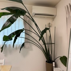 大型観葉植物　オーガスタ
