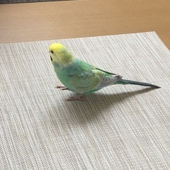 手乗りセキセイインコ　レインボー