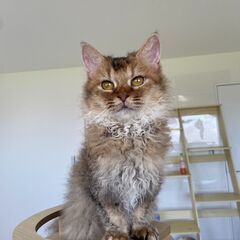里親募集中！３歳短足・巻き毛スクーカム♀