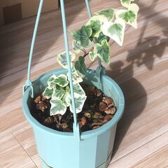 観葉植物（ハンギングタイプ）