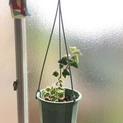 観葉植物（ハンギングタイプ）の画像