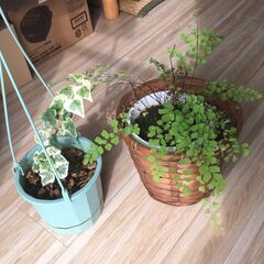 観葉植物（ハンギングタイプ）の画像