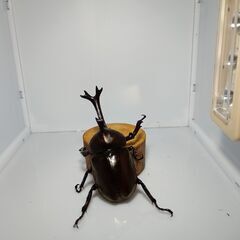 カブトムシ　WD♂とブリード♀のペアの画像