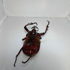 赤みの濃いカブトムシ（ブリード品）　１ペア　の画像