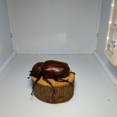 赤みの濃いカブトムシ（ブリード品）　１ペア　の画像