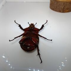 赤みの濃いカブトムシ（ブリード品）　１ペア　の画像
