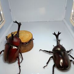 赤みの濃いカブトムシ（ブリード品）　１ペア　の画像