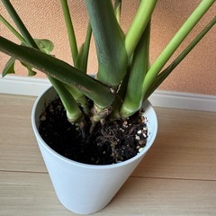 モンステラの画像