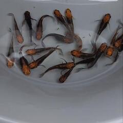メダカ、めだか②の画像