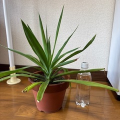観葉植物🪴の画像