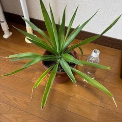 観葉植物🪴の画像