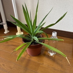 観葉植物🪴