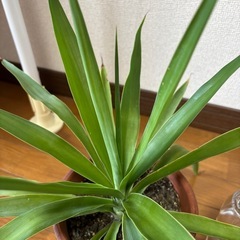観葉植物🪴の画像