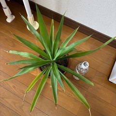観葉植物🪴の画像