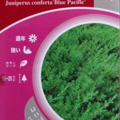 コニファー　ブルーパシフィック二株
