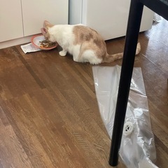 チャトラ