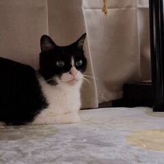 迷い猫