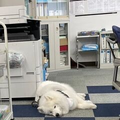 20代カモン🐶室内で涼しくお仕事⭐️必要なのは車免許だけ🔰新スタート応援中💫ラック屋💖の画像