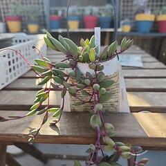 多肉植物　ルビーネックレス缶英字新聞