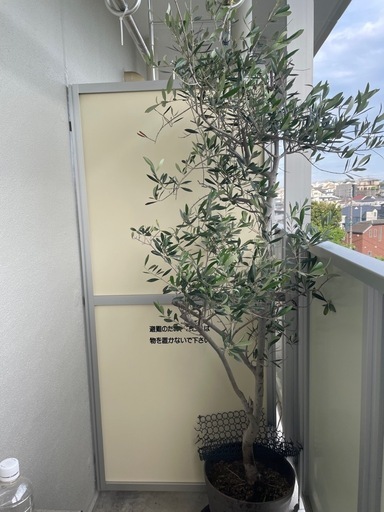オリーブの木180センチ越え！