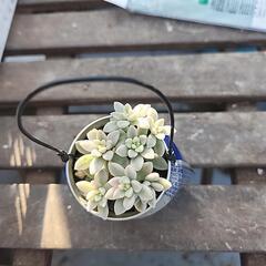 多肉植物　姫秋麗錦斑入り缶氷結の画像