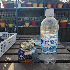 多肉植物　姫秋麗錦斑入り缶氷結の画像