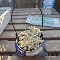 多肉植物　姫秋麗錦斑入り缶氷結