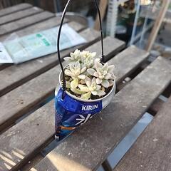 多肉植物　姫秋麗錦斑入り缶氷結の画像
