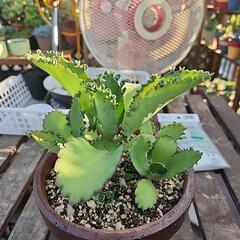 多肉植物　マザーリーフ