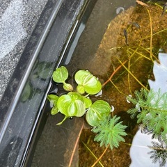斑入りホテイ草