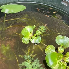 斑入りホテイ草の画像