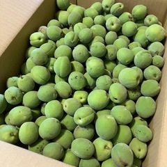 あげます　梅漬け用　青梅