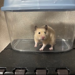 キンクマハムスター