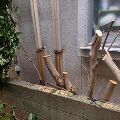 木の伐採