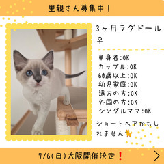 里親募集中！3ヶ月ラグドール♀(⋈◍＞◡＜◍)。✧♡ 