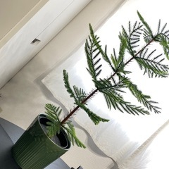 もみの木　イケア　観葉植物　フェイクグリーン