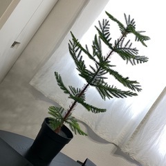 もみの木　イケア　観葉植物　フェイクグリーンの画像