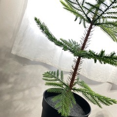もみの木　イケア　観葉植物　フェイクグリーンの画像