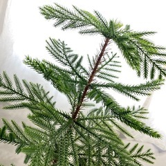 もみの木　イケア　観葉植物　フェイクグリーンの画像