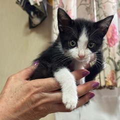 はちわれちゃんの里親さんを探しています。