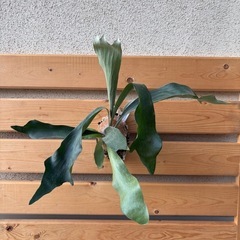 ビカクシダビフルカツム大株コルク付け