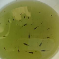 ★めだか〜若草ラメ稚魚15匹+α　餌食べサイズの画像