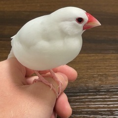 🔺🔻白文鳥の里親　募集中‼︎