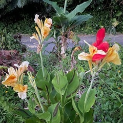⭐️ Ｃ区画ー家庭菜園⭐️