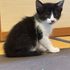 里親募集、仔猫1〜2ヶ月　　4匹